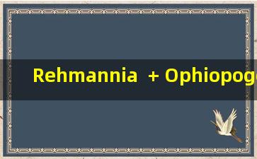 Rehmannia  + Ophiopogon  Japonicus，许多效果，值得学习